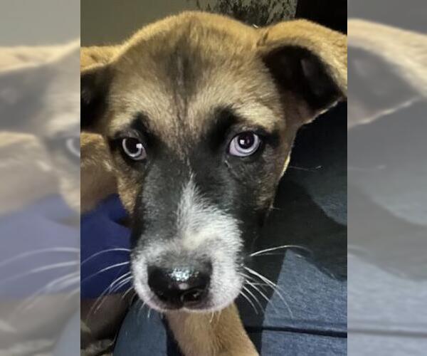 Medium Photo #1 Black Mouth Cur Puppy For Sale in Houston, TX, USA