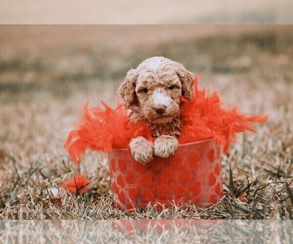 Medium Photo #7 Goldendoodle Puppy For Sale in BARNESVILLE, GA, USA