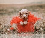 Small Photo #7 Goldendoodle Puppy For Sale in BARNESVILLE, GA, USA