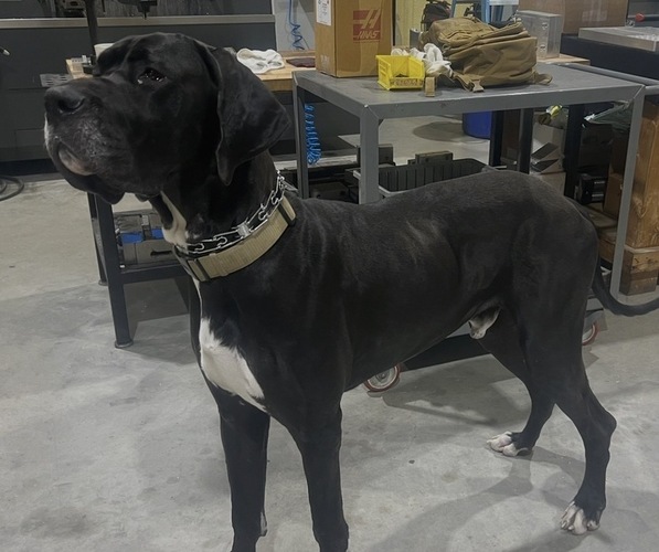 Medium Photo #1 Great Dane Puppy For Sale in WEATHERFORD, TX, USA