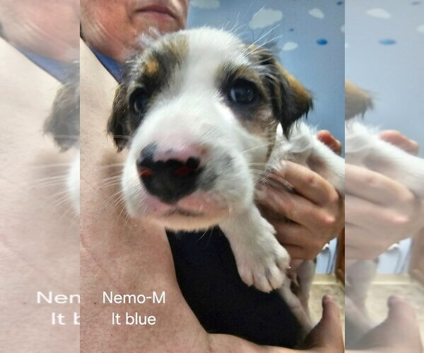 Medium Photo #6 Mutt Puppy For Sale in Gilberts, IL, USA