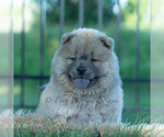 Small #9 Chow Chow