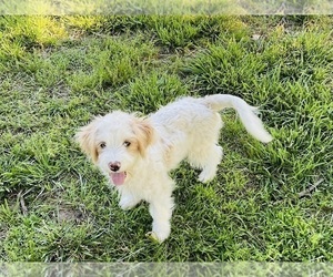 Cavapoo (Standard) Puppy for sale in BLUE SPRINGS, MO, USA
