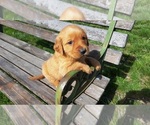 Small Photo #2 Golden Retriever Puppy For Sale in LEON, KS, USA