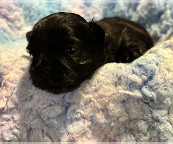 Medium Photo #2 Shih Tzu Puppy For Sale in BLUFFTON, SC, USA