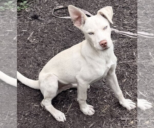 Medium Photo #2 Siberian Husky-Unknown Mix Puppy For Sale in Springdale, PA, USA