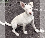 Small #1 Siberian Husky Mix