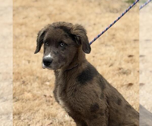 Medium Photo #3 Aussiedor Puppy For Sale in Yardley, PA, USA