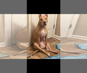 Mother of the American Bully puppies born on 04/15/2025