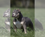 Small Photo #1 American Bully Puppy For Sale in BAKERSFIELD, CA, USA