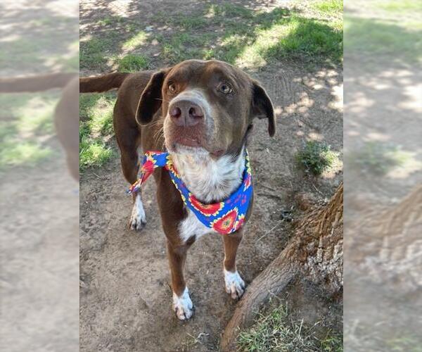Medium Photo #1 Mutt Puppy For Sale in Tulsa, OK, USA