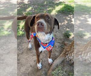 Mutt Dogs for adoption in Tulsa, OK, USA