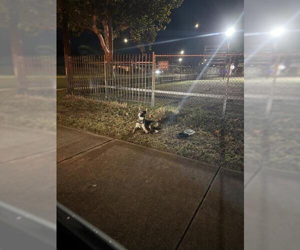 Medium Photo #1 German Shepherd Dog-Unknown Mix Puppy For Sale in San Antonio, TX, USA