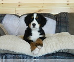 Puppy Avery Bernese Mountain Dog