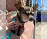 Small #5 Chihuahua