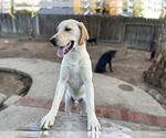 Small #1 Labrador Retriever