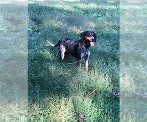 Mother of the Bluetick Coonhound puppies born on 03/29/2022