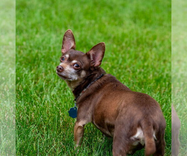 Medium Photo #7 Chipin Puppy For Sale in Princeton, MN, USA