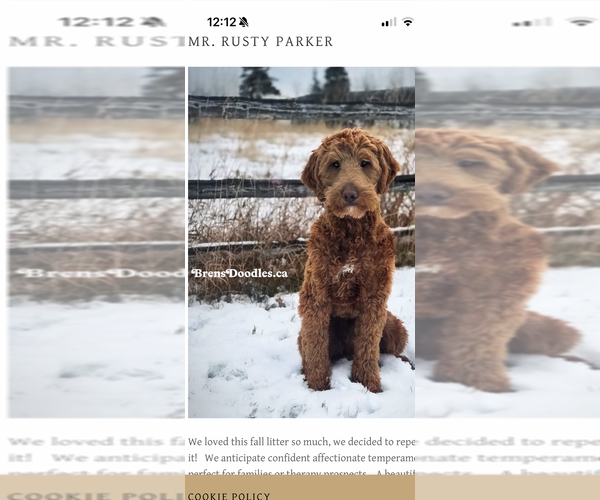 Medium Photo #1 Goldendoodle Puppy For Sale in CORVALLIS, OR, USA