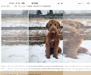 Father of the Goldendoodle puppies born on 03/22/2026