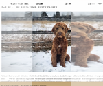 Small Photo #1 Goldendoodle Puppy For Sale in CORVALLIS, OR, USA