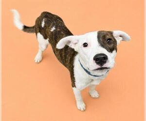Mutt Dogs for adoption in HESPERIA, CA, USA