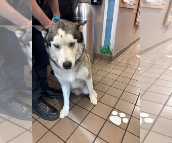 Medium Photo #1 Siberian Husky Puppy For Sale in Burbank, CA, USA