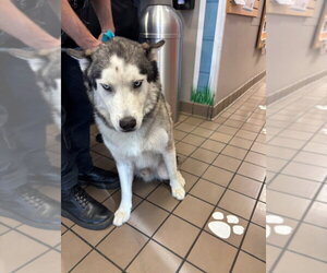 Siberian Husky Dogs for adoption in Burbank, CA, USA
