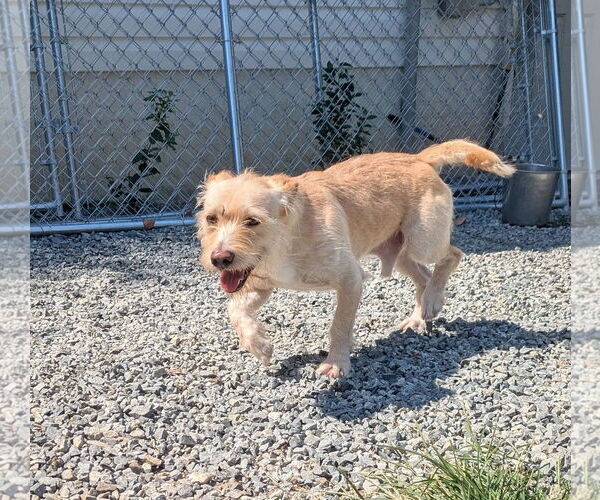 Medium Photo #3 Mutt Puppy For Sale in Thomasville, NC, USA
