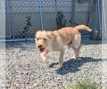 Small #2 Mutt