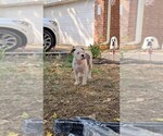 Small #1 Olde English Bulldogge