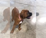 Small #1 Boxer