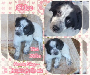 Chloe - Female Australian Shepherd Dog for Adoption - Photo #4
