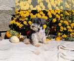 Small #10 Schnauzer (Miniature)