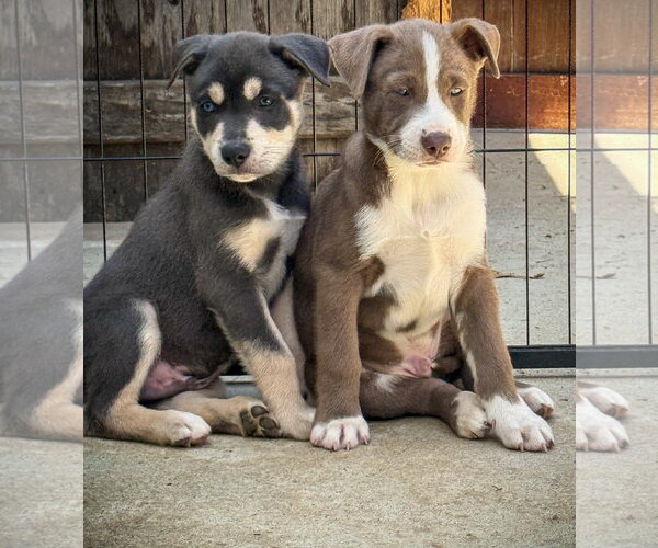 Medium Photo #5 Labrador Retriever-Unknown Mix Puppy For Sale in San Diego, CA, USA