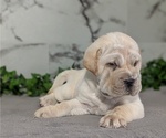 Small #8 Cocker-Pei