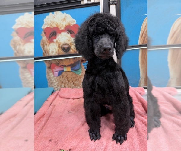 Medium Photo #1 Poodle (Standard) Puppy For Sale in OKEECHOBEE, FL, USA