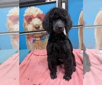 Puppy 5 Poodle (Standard)