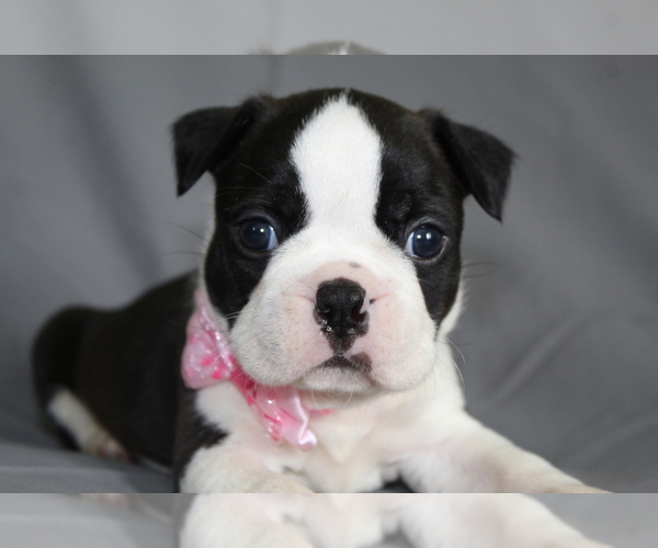 Medium Photo #3 Boston Terrier Puppy For Sale in BROOKSVILLE, FL, USA