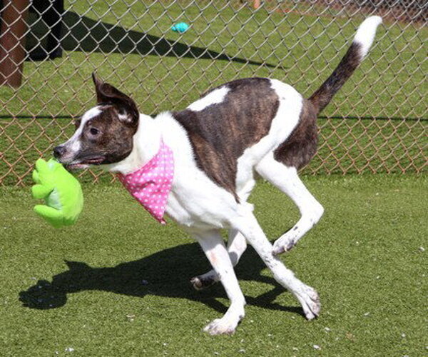 Medium Photo #4 Mutt Puppy For Sale in Rockaway, NJ, USA