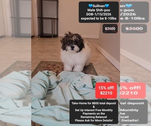 ShihPoo Puppy for sale in TUCSON, AZ, USA