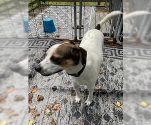 Jack-A-Bee Dogs for adoption in Coventry, CT, USA