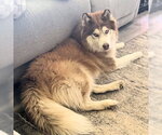 Freddy K - Male Siberian Husky Dog for Adoption - Small photo