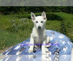 Small #3 German Shepherd Dog