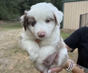 Medium Miniature Australian Shepherd