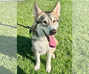 Huskies -Unknown Mix Dogs for adoption in Omaha, NE, USA