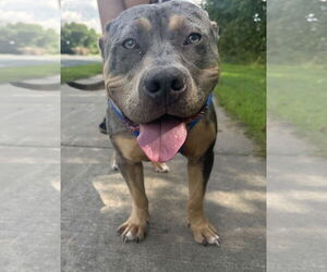 American Pit Bull Terrier-Labrador Retriever Mix Dogs for adoption in Princeton, MN, USA