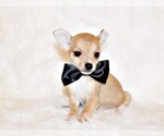 Puppy Digby Chihuahua
