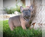 Puppy 0 French Bulldog