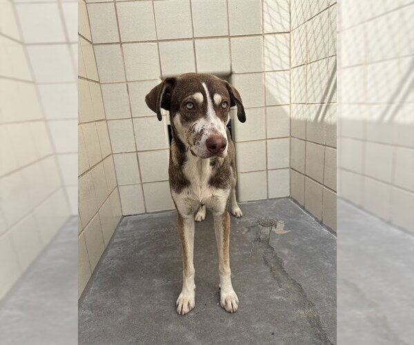 Medium Photo #1 Siberian Husky-Unknown Mix Puppy For Sale in Corpus Christi, TX, USA